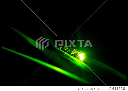 Genji firefly 41431618