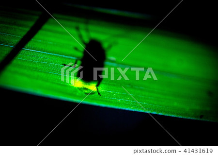 Genji螢火蟲的輪廓停在葉子的背面 Genji螢火蟲的輪廓停在葉子的背面 41431619