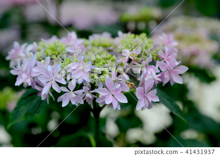 繡球花 繡球花 41431937