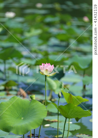 Magnolia of muddy water 41432119