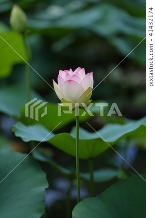 Magnolia of muddy water 41432174