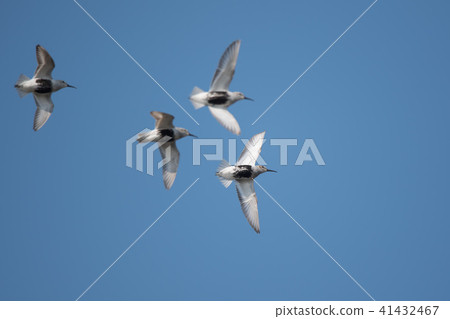 Hamasigi summer wing that fly to the blue sky back Hamasigi summer wing that fly to the blue sky back 41432467