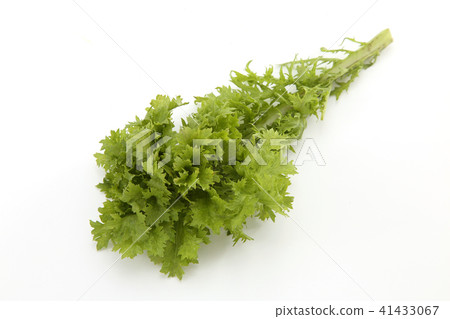 Wasabi 41433067