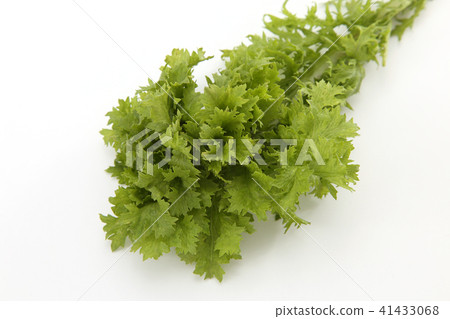Wasabi 41433068