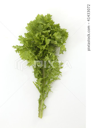 Wasabi Wasabi 41433072