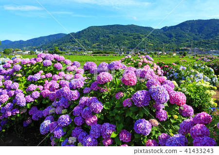 A group of hydrangeaes blooming in paddy fields 41433243