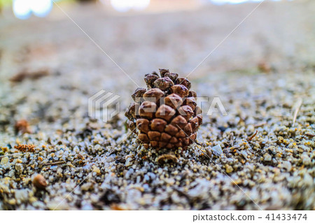 Pinecone 41433474