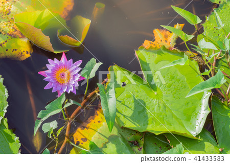Lotus farm after the rain in the evening. Lotus farm after the rain in the evening. 41433583