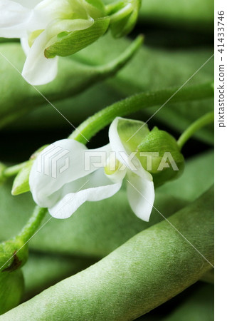 Bean flowers 41433746