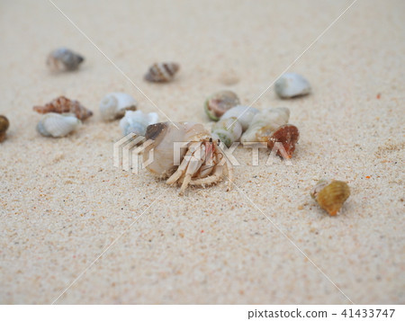 Miyakojima Hermit Crab 41433747