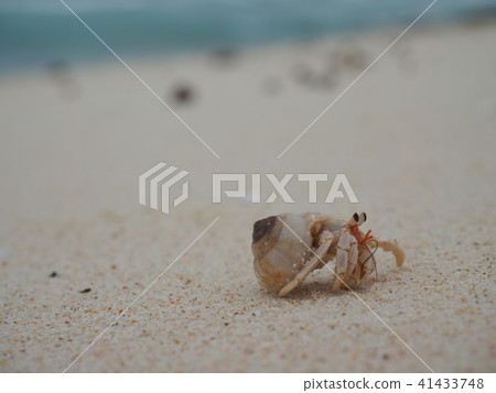 Miyakojima Hermit Crab 41433748