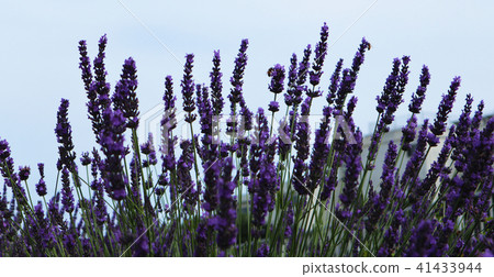 Lavender field Lavender field 41433944