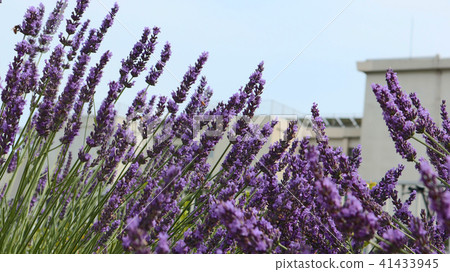 Lavender and elementary school Lavender and elementary school 41433945