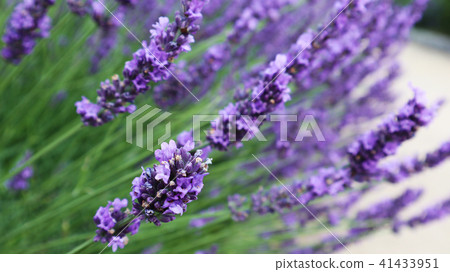 lavender lavender 41433951