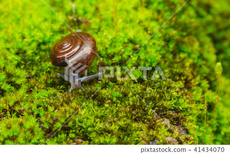 Snail in the garden on the green moss. Snail in the garden on the green moss. 41434070