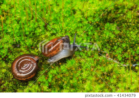 Snail in the garden on the green moss. 41434079