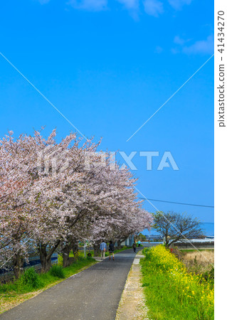 郡川櫻[長崎縣大村市] 41434270