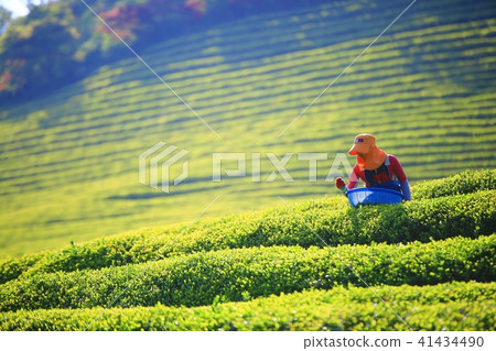 Green tea field 41434490