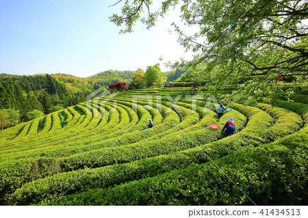 Green tea field Green tea field 41434513
