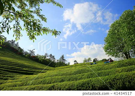 綠茶領域 41434517