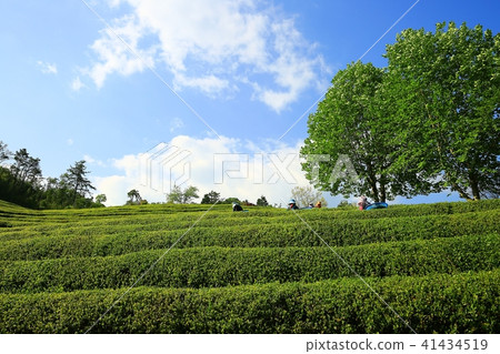 綠茶領域 41434519