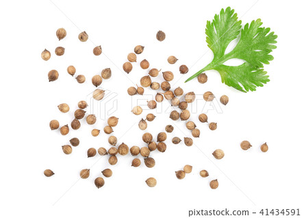 coriander seed and leaves isolated on white background. Top view. Flat lay pattern 41434591