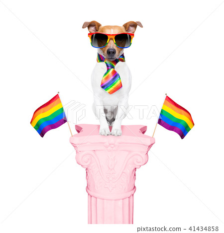 gay pride dog gay pride dog 41434858