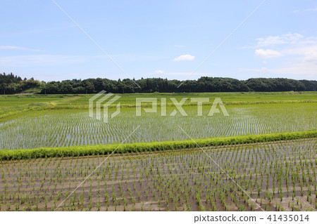 Paddy field 41435014