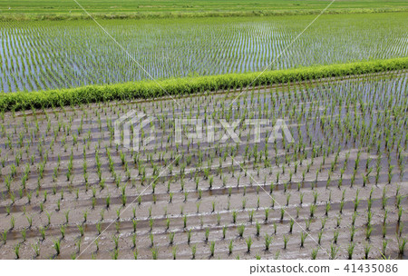 Paddy field 41435086