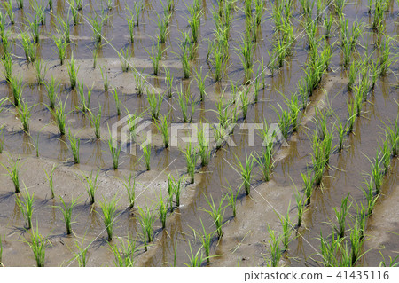 Paddy field Paddy field 41435116