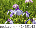 Iris flower 41435142