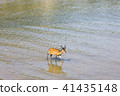 Deer walking on the sea 41435148