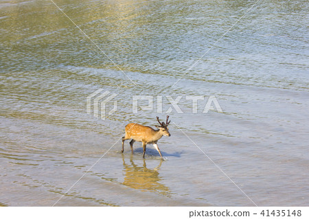 Deer walking on the sea Deer walking on the sea 41435148
