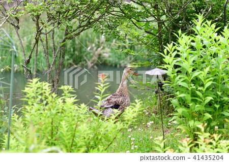 Talacen Talacen 41435204