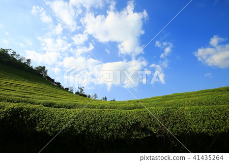 綠茶的香氣, 綠茶的香氣, 41435264