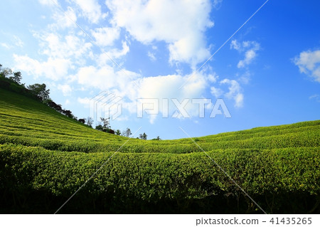 綠茶的香氣, 綠茶的香氣, 41435265