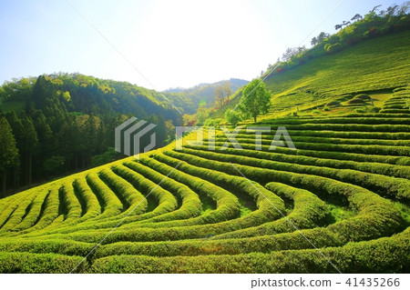 綠茶的香氣, 綠茶的香氣, 41435266