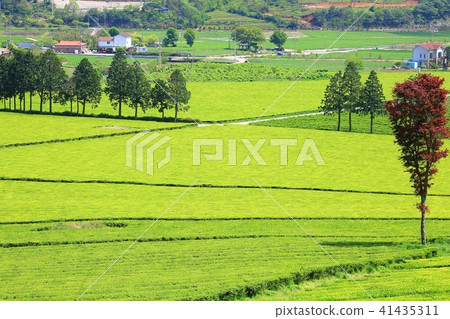 The fragrance of green tea, 41435311