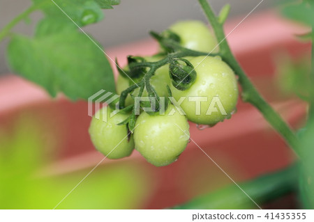 Household vegetable garden (mini tomato vegetable vegetable veranda balcony potted plantter cultivated young leaves sprout) 41435355