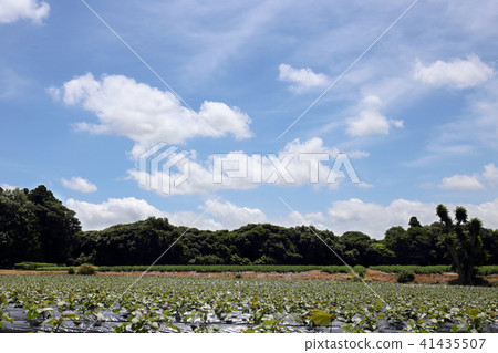 Blue sky and the earth 41435507