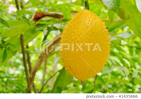 baby jack-fruit spiny bitter gourd in garden 41435666