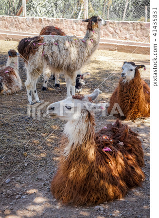 Lamas in a farm Lamas in a farm 41435831