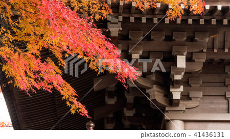 Kaiyo和秋葉 41436131