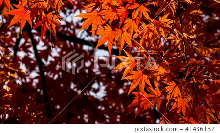 秋葉狩獵 41436132