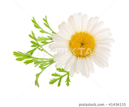 chamomile or daisies with leaves isolated on white background. Top view. Flat lay 41436135