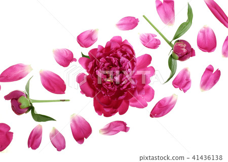 pink peony flower isolated on white background with copy space for your text. Top view. Flat lay 41436138