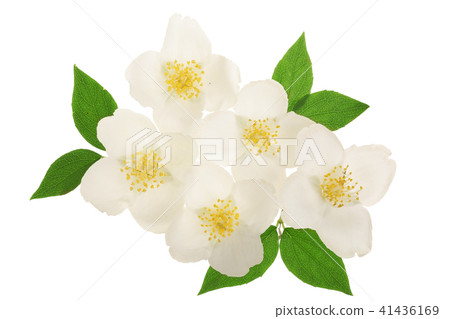 jasmine flower decorated with green leaves isolated on white background closeup 41436169