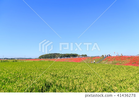 Autumn countryside 41436278