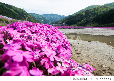 Moss phlox  41436363