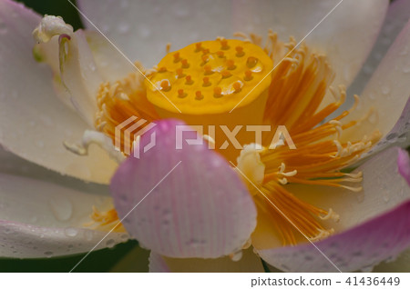 Lotus flower 41436449